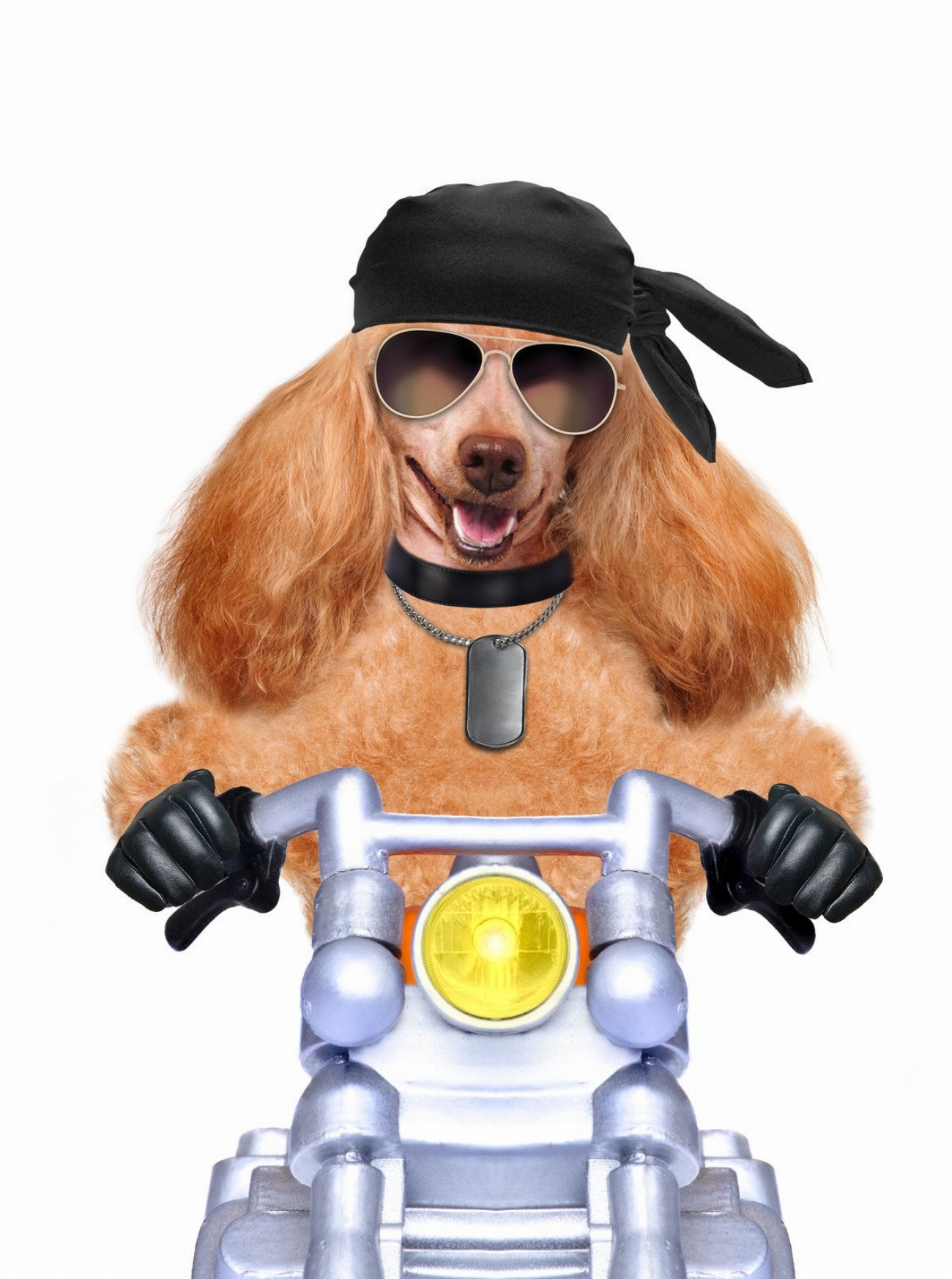 Son chien est devenu une star du métro grâce à…