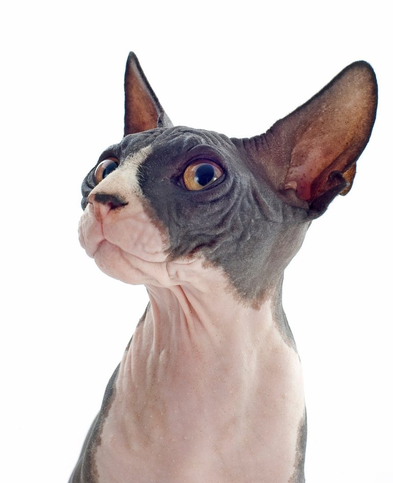 Sphynx : guide race de chat