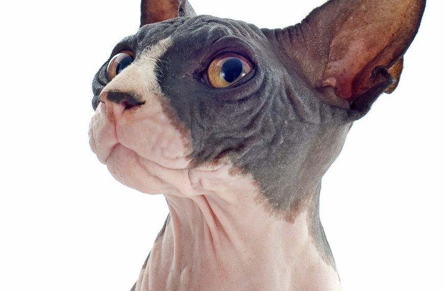 Sphynx : guide race de chat