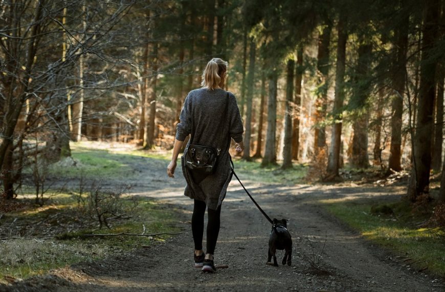 Spinone : guide race de chien