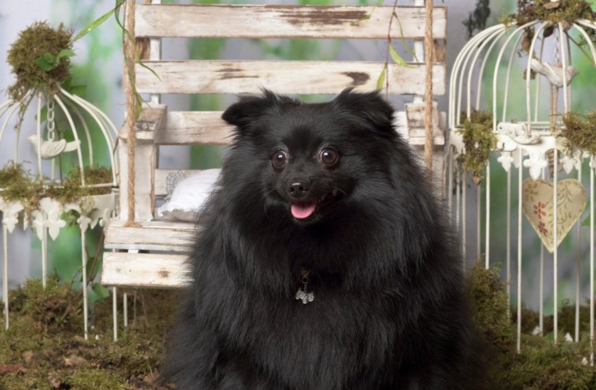 Spitz Allemand : guide race de chien