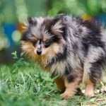 Spitz de Norrbotten : guide race de chien
