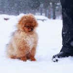 Spitz des Wisigoths : guide race de chien
