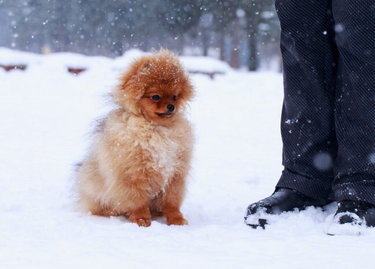 Spitz des Wisigoths : guide race de chien