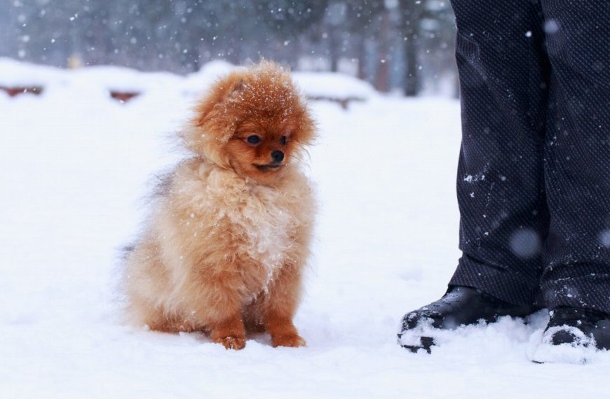 Spitz des Wisigoths : guide race de chien