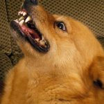 Spitz Finlandais : guide race de chien