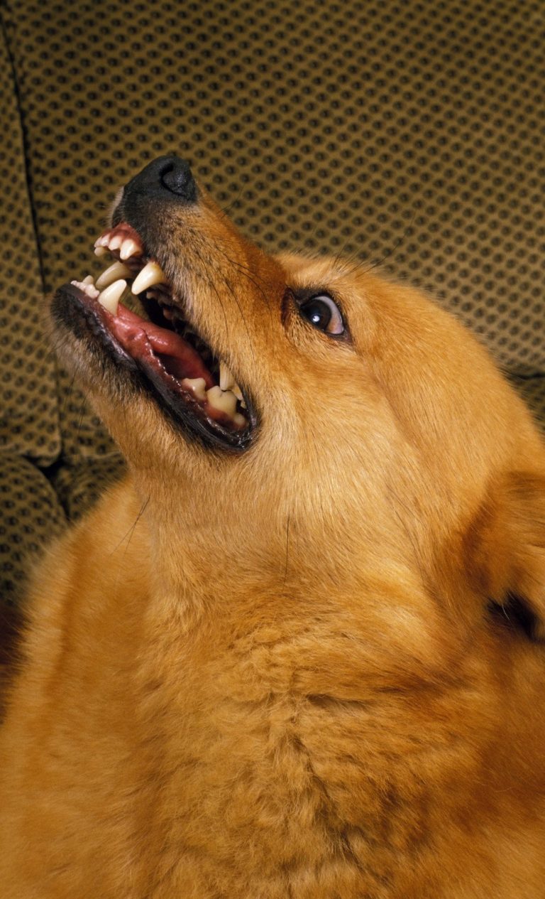 Spitz Finlandais : guide race de chien