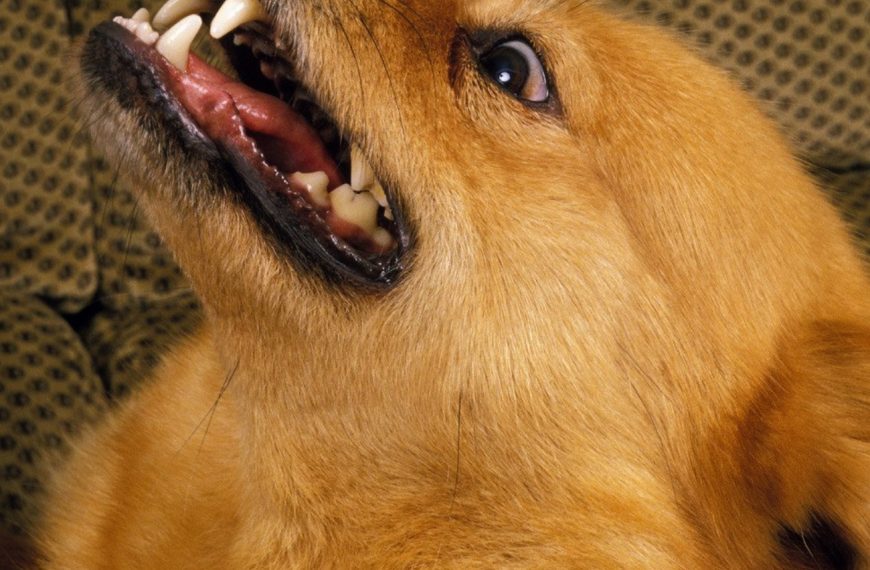 Spitz Finlandais : guide race de chien
