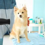 Spitz Japonais : guide race de chien