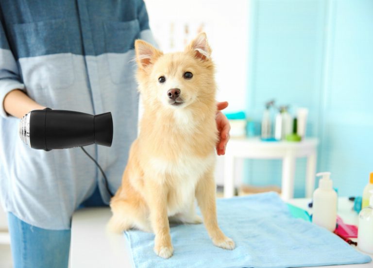 Spitz Japonais : guide race de chien
