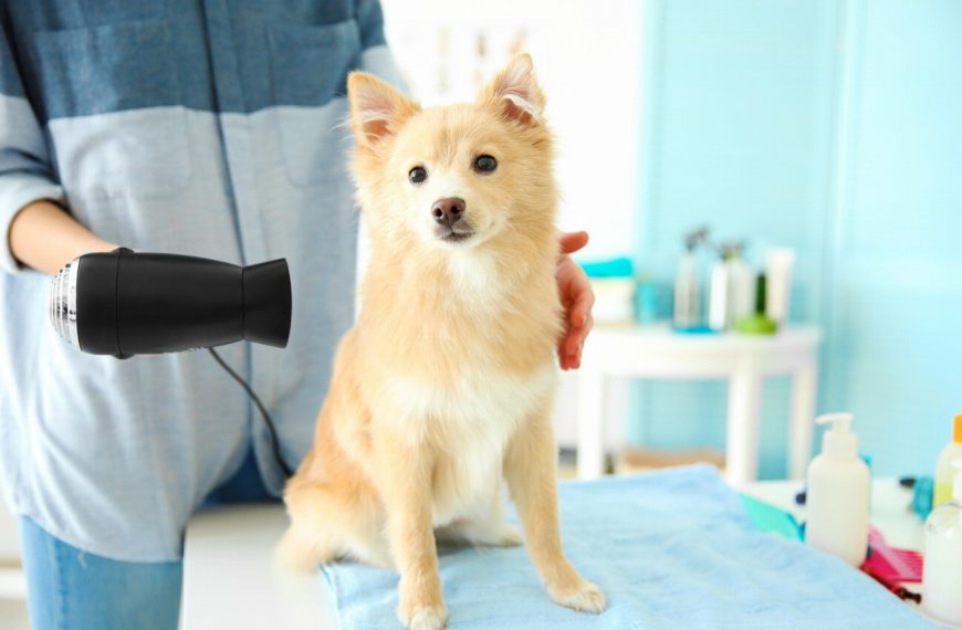 Spitz Japonais : guide race de chien