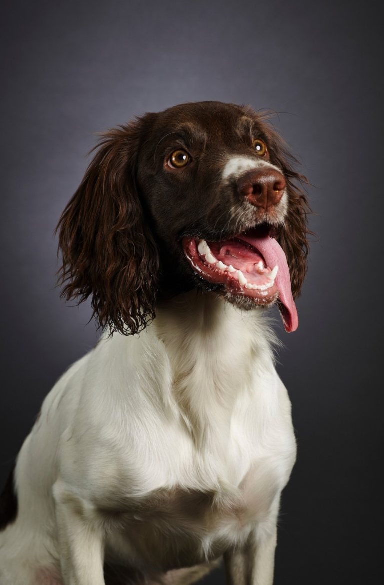 Springer Anglais : guide race de chien