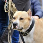 Staffordshire Bull Terrier : guide race de chien