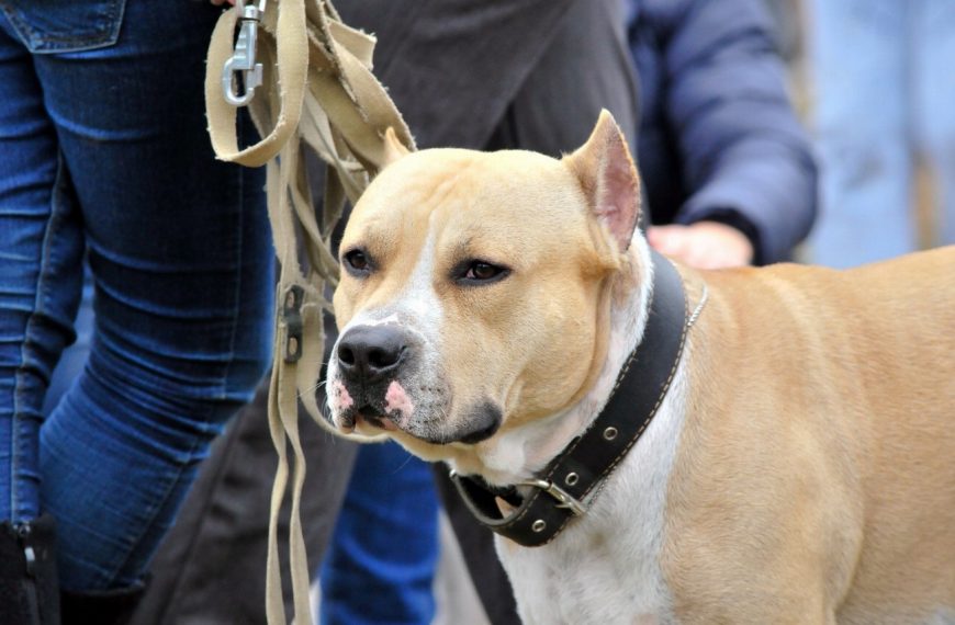 Staffordshire Bull Terrier : guide race de chien