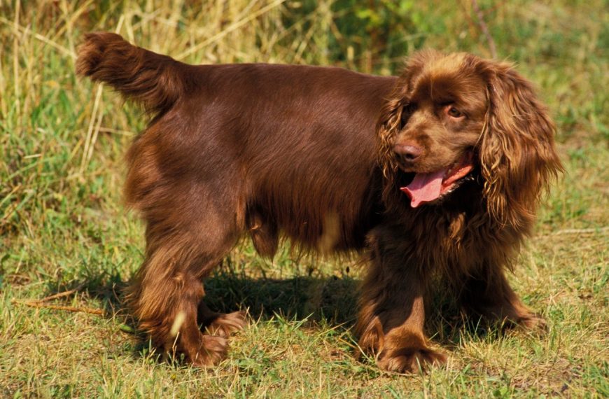 Sussex-Spaniel : guide race de chien