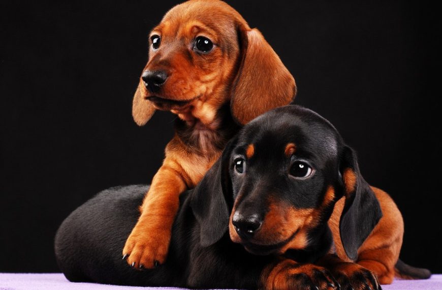 Teckel : guide race de chien
