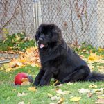 Terre-Neuve : guide race de chien