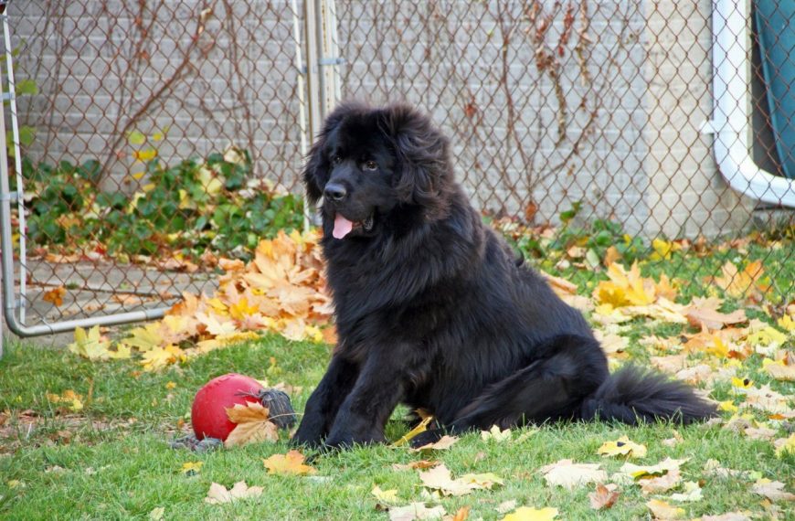 Terre-Neuve : guide race de chien
