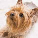 Terrier australien : guide race de chien