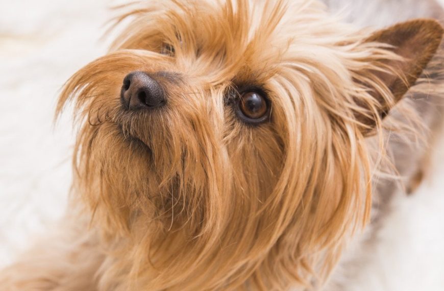 Terrier australien : guide race de chien
