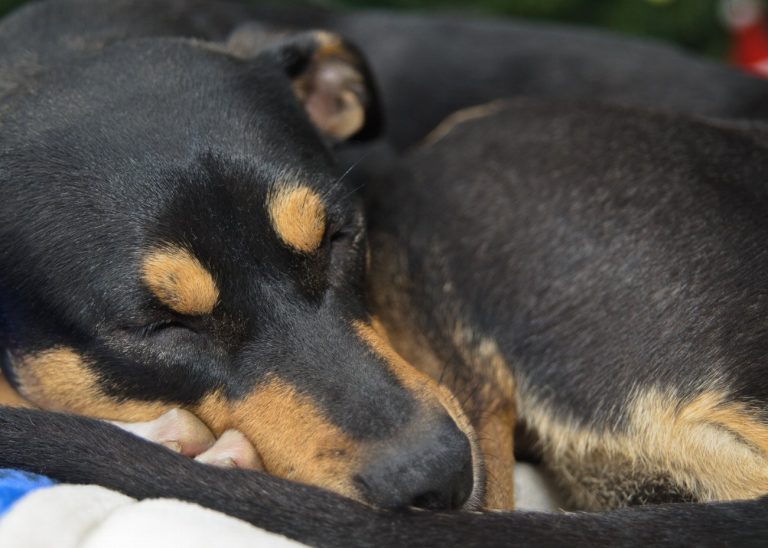 Terrier de Manchester : guide race de chien