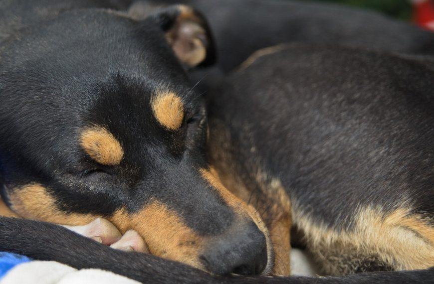Terrier de Manchester : guide race de chien