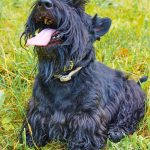Terrier Ecossais : guide race de chien