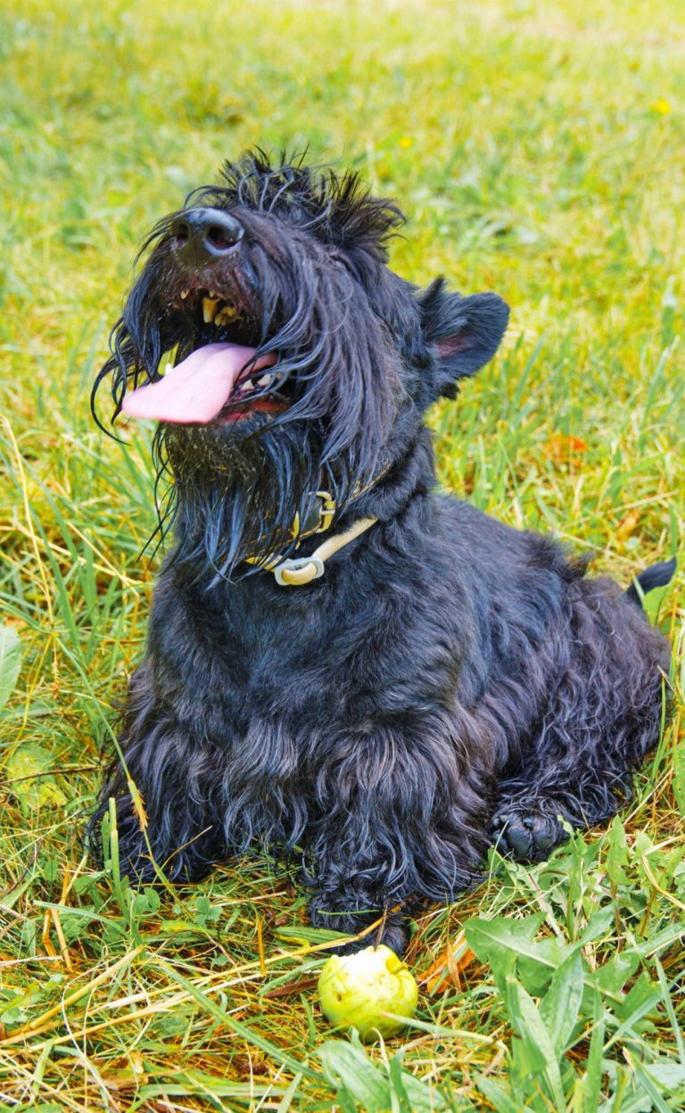 Terrier Ecossais : guide race de chien