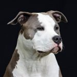 Terrier japonais : guide race de chien