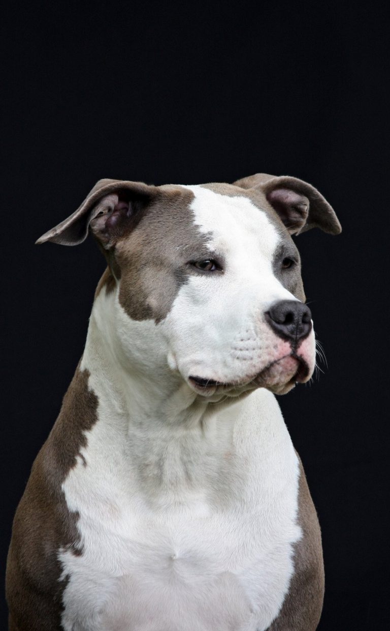 Terrier japonais : guide race de chien