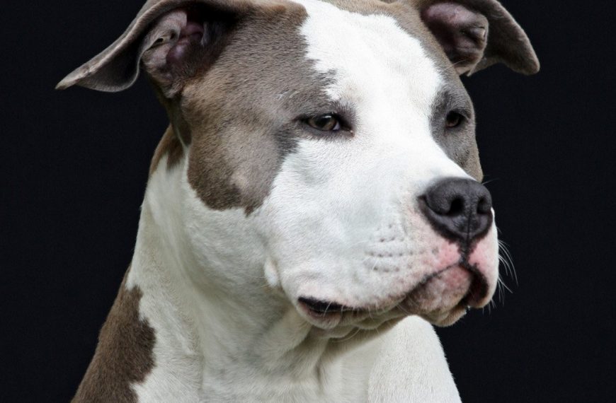 Terrier japonais : guide race de chien