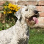 Terrier tchèque : guide race de chien