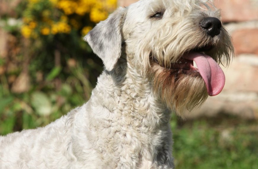 Terrier tchèque : guide race de chien