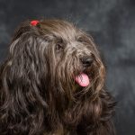 Terrier Tibétain : guide race de chien