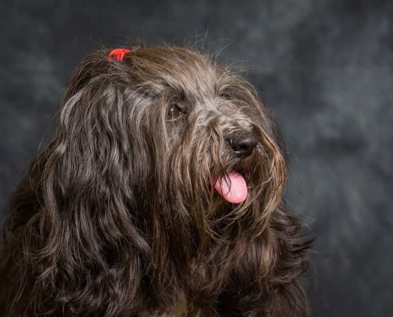 Terrier Tibétain : guide race de chien