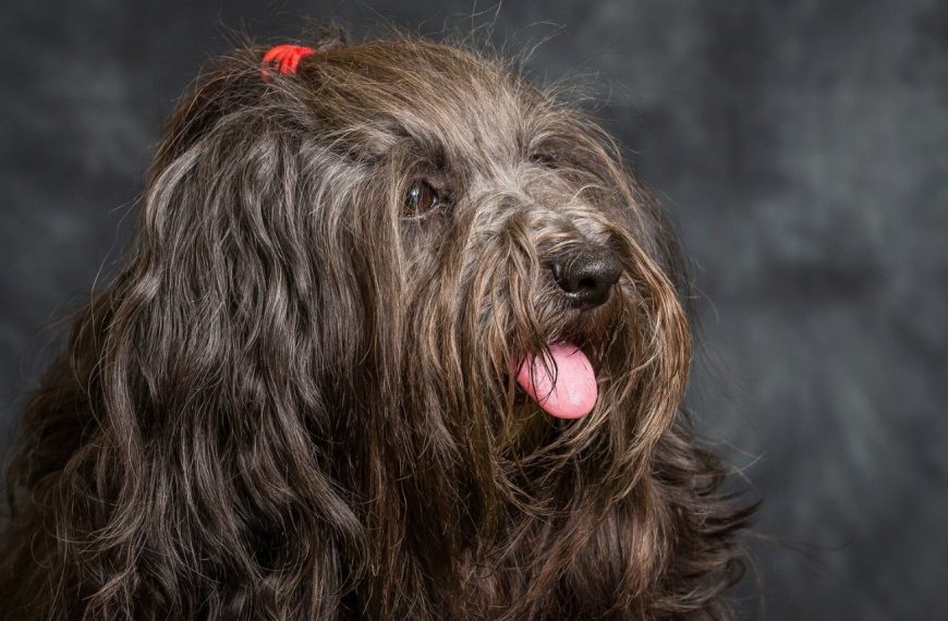 Terrier Tibétain : guide race de chien