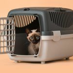 Thaï : guide race de chat