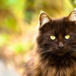 Tiffany : guide race de chat