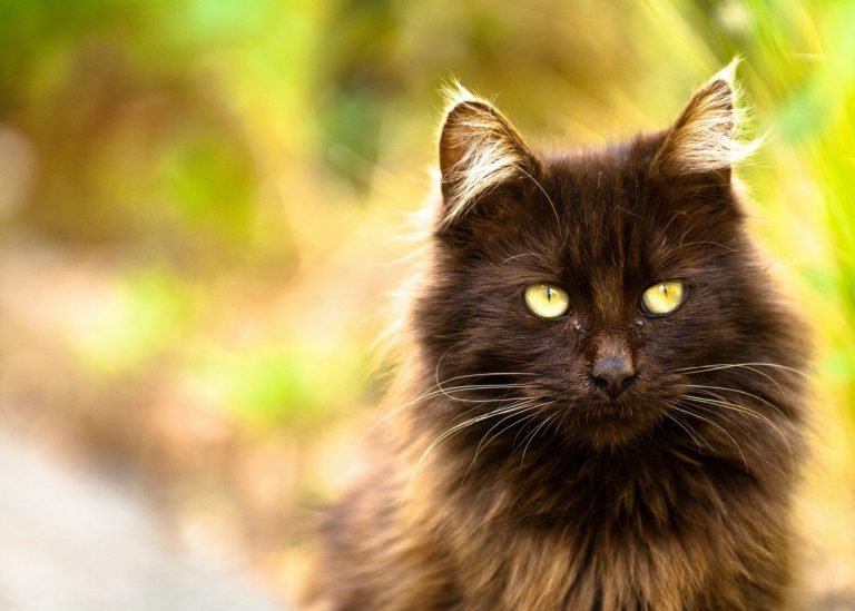 Tiffany : guide race de chat