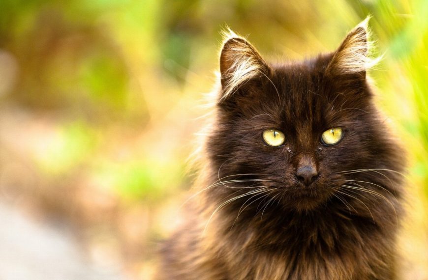 Tiffany : guide race de chat