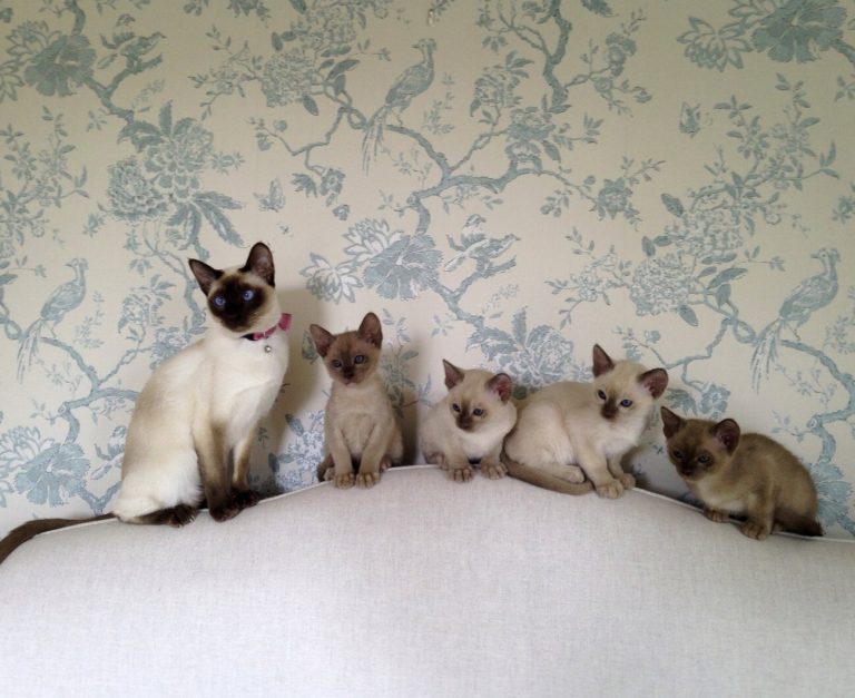 Tonkinois : guide race de chat