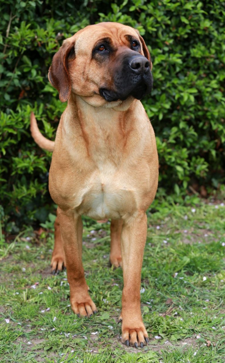 Tosa : guide race de chien