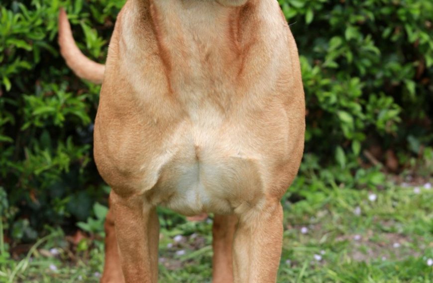 Tosa : guide race de chien