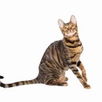 Toyger : guide race de chat