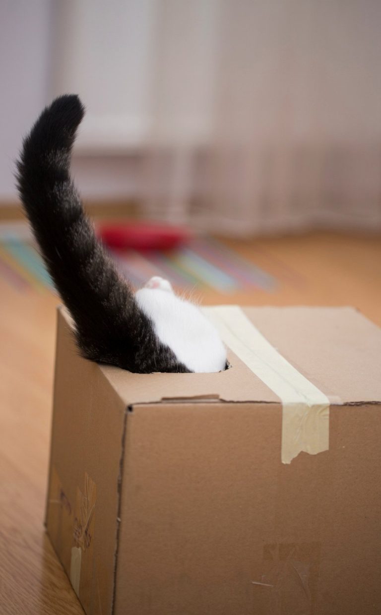 Transformez des boîtes en carton en un paradis…
