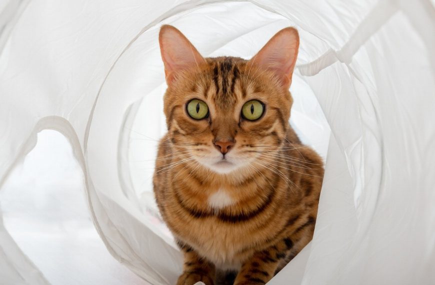 Transformez votre chat en véritable acrobate avec cet incroyable coin de jeu rempli de balles et de tunnels !