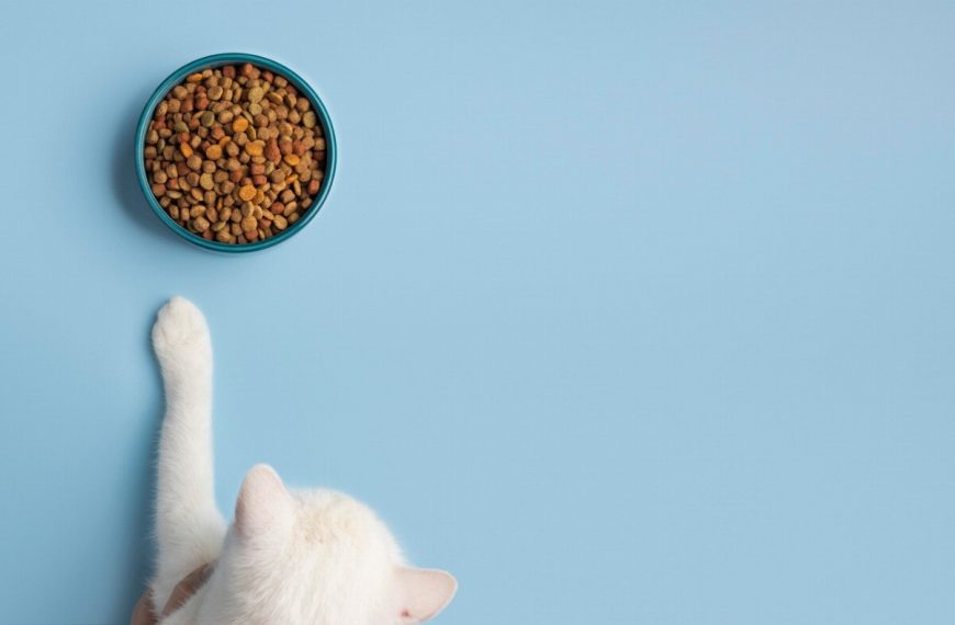 Transformez votre intérieur en paradis félin avec ce coin de détente irrésistible pour votre chat !
