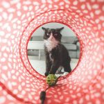 Transformez votre intérieur en paradis pour votre chat grâce à ces tunnels et cachettes!