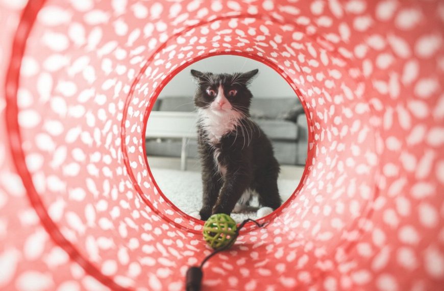 Transformez votre intérieur en paradis pour votre chat grâce à ces tunnels et cachettes!