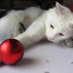 Transformez votre intérieur en un paradis de jeu pour votre chat avec ces tunnels et cachettes !